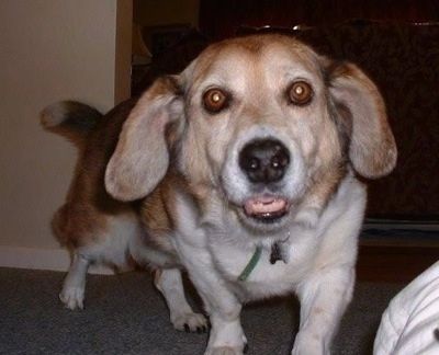 Corgi Basset Dog Breed Πληροφορίες και εικόνες
