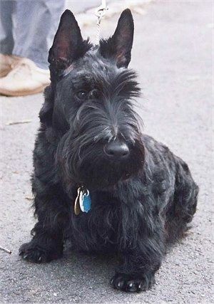 Škotijos terjerų šunų veislės informacija ir paveikslėliai