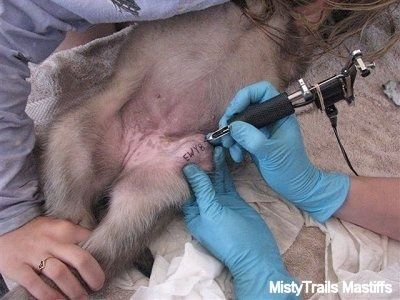 Tatuering av valparna vid 6 veckor, valpning och uppfödning av valpar