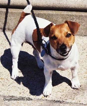 Informacija apie Jacko Raselo terjero šunų veislę ir nuotraukos
