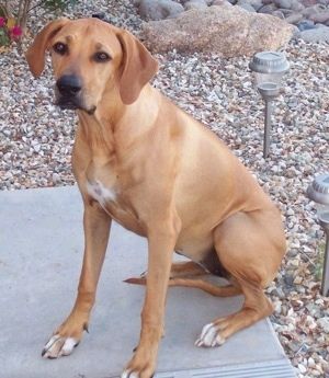Rhodesian ridgeback-koirarodun kuvat, 1