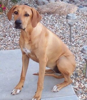 Rhodesian Ridgeback Dog Breed Pictures, 1