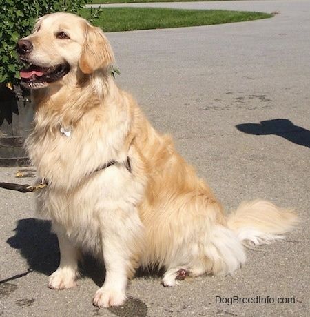 Информация и снимки на породата кучета златен ретривър