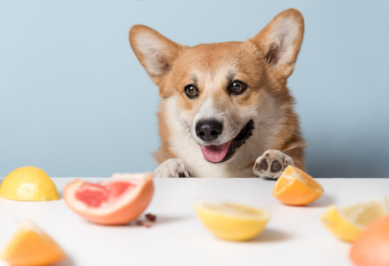  Гладни слатки корги пас седи за столом и чека витаминску храну. Пас Цорги као цитрусно воће. Здрав живот, концепт детоксикације. Копирај простор