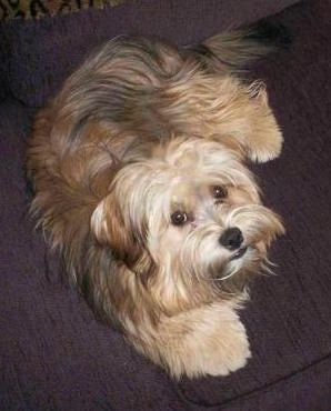 Maklumat dan Gambar Breed Dog Yorkie-Apso