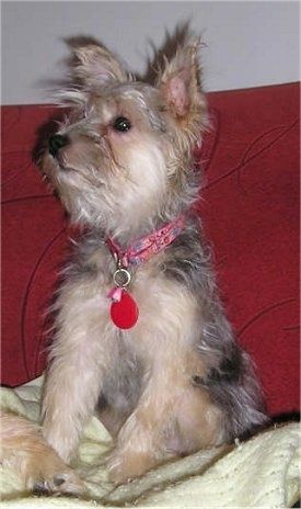 Информация и снимки на породата кучета шнорке