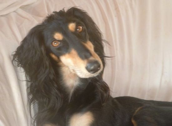 Saluki hundras information och bilder