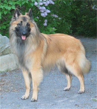 Maklumat dan Gambar Breed Dog Tervuren