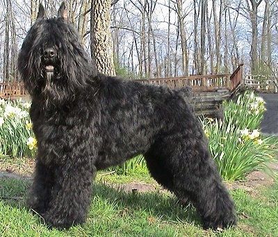 ข้อมูลและรูปภาพเกี่ยวกับสายพันธุ์สุนัข Bouvier des Flandres