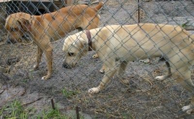 Informacija apie Floridos / „Cracker Cur“ šunų veisles ir nuotraukos