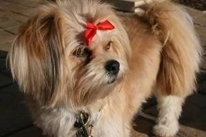 Informacija apie „La Pom“ šunų veislę ir nuotraukos