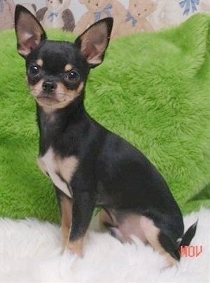 Πληροφορίες και εικόνες για τη φυλή σκυλιών Chihuahua