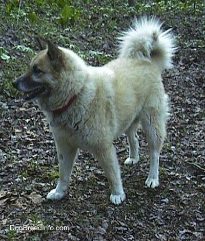 Informacija apie Gerberian Shepsky šunų veislę ir nuotraukos