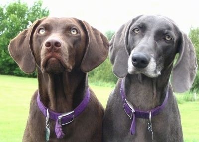 Informació i imatges de raça de gos Labmaraner