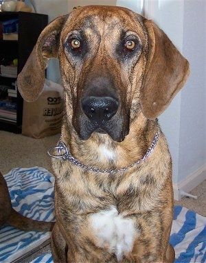 Informacije in slike o pasmi psov Plott Hound