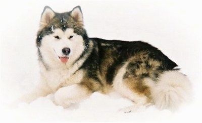 Alaskan Malamute hundras information och bilder