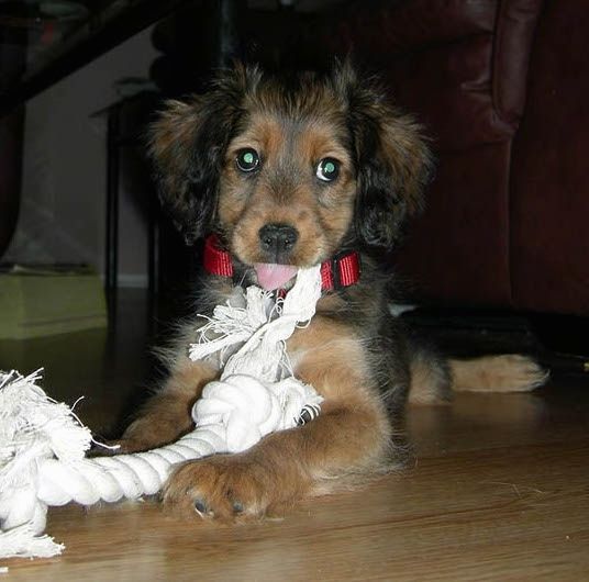 Lista över Shetland Sheepdog Mix Breed Dogs