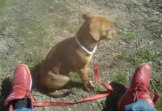 Informació i imatges de raça de gos Doberman Pit