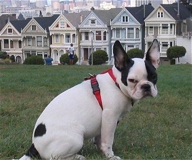 Maklumat dan Gambar Baka Anjing Frenchie Pug