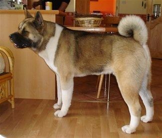Informacija apie Akita šunų veislę ir nuotraukos
