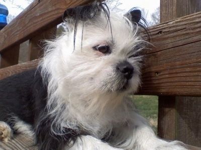 Maklumat dan Gambar Baka Anjing BoShih