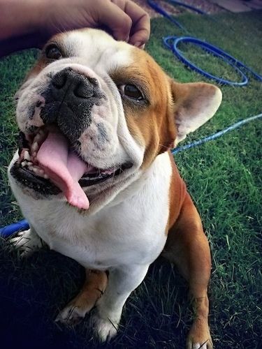 Αγγλικά Boston-Bulldog Dog Breed Πληροφορίες και εικόνες