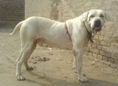 Информације и слике пакистанске расе паса бикова