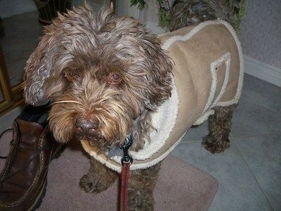 Informacje i zdjęcia o rasach psów Poogle