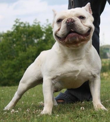 Informations et photos sur la race de chien Shorty Bull