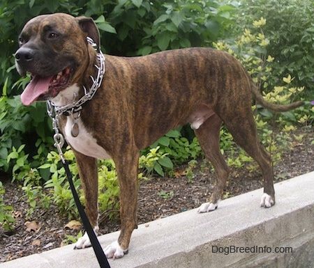 Bullboxer Pit Dog Breed Information och bilder