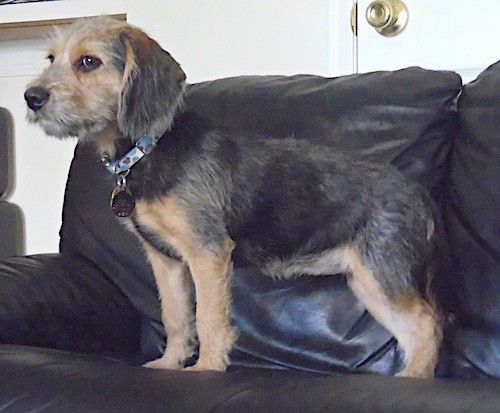 Informacija apie Cairno Biglio šunų veislę ir nuotraukos
