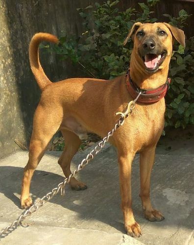 Informazioni e immagini sulla razza di cani Combai