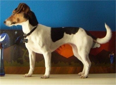 Информация и снимки на породата кучета Мини Джак
