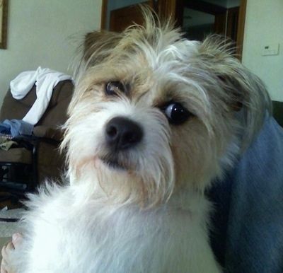Maklumat dan Gambar Baka Anjing Ratshi Terrier