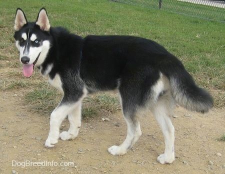 Gambar Baka Anjing Siberia Husky, 1