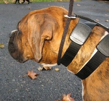 Šunų dresavimo antkaklis (iliuzijos šuns dresavimo antkaklis)