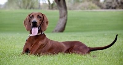 Informacije in slike pasme pasje pasme Redbone Coonhound