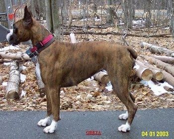 Boxer Dog Breed Kuvia, 9