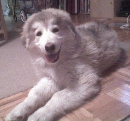 Siberi Husky segavereliste koerte nimekiri