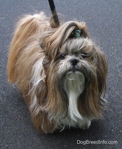 Shih Tzu hundeavl information og billeder