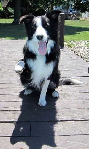 Impormasyon at Mga Larawan ng Border Collie Dog na lahi