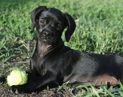 Информация и снимки на породата кучета чи-шпаньол