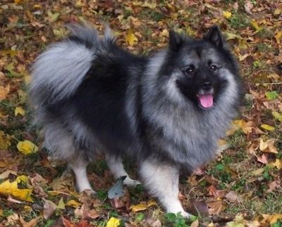 Informácie a obrázky plemena Keeshond Dog