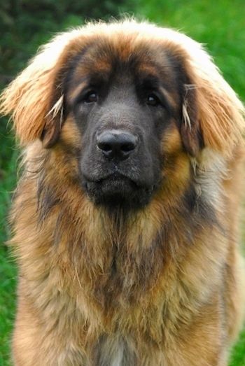 Maklumat dan Gambar Breed Dog Leonberger