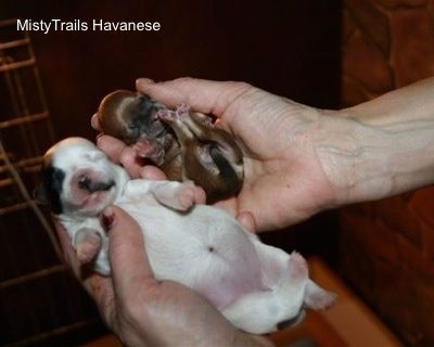 Um filhote de cachorro prematuro: filhotes de parto e criação