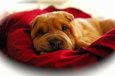 مصغرة سلالة Shar-Pei الكلب المعلومات والصور