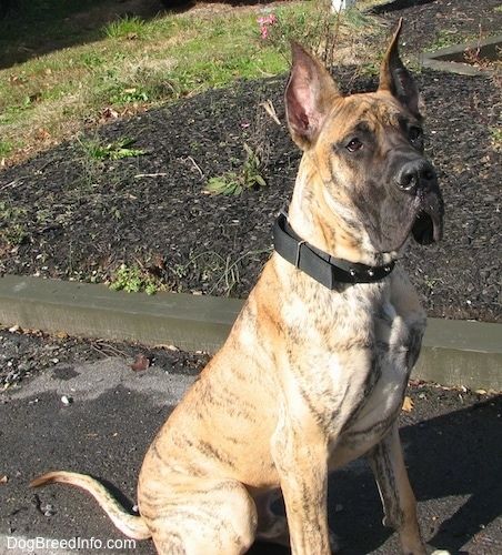 Информация и снимки на породата кучета немски дог