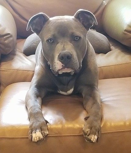 Informazioni e immagini sulla razza del cane American Staffordshire Terrier
