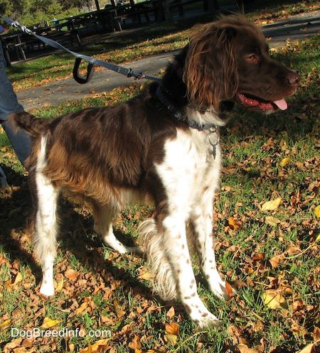 Brittany Spaniel Dog Breed Information and Pictures