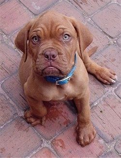 French Mastiff Dog Breed Pictures, 2